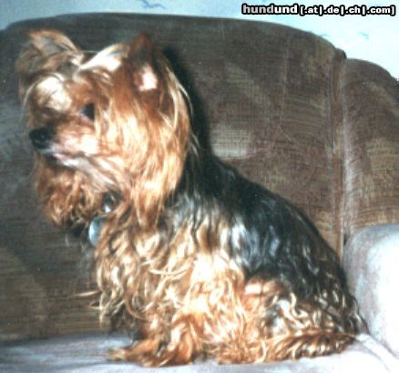 Yorkshire Terrier Mein name ist Baby