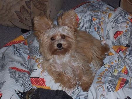 Yorkshire Terrier im Körbchen ist es doch am schönsten