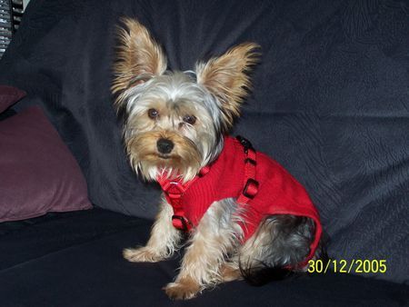 Yorkshire Terrier Warm angezogen!!