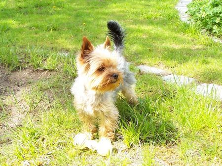 Yorkshire Terrier Nando 