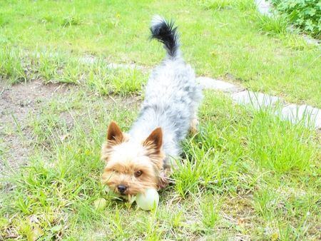 Yorkshire Terrier Nando Spielt