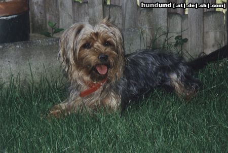 Yorkshire Terrier Unser 