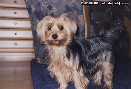 Yorkshire Terrier Jaimy 2einhalb Jahre