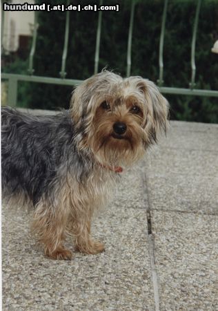 Yorkshire Terrier Unser Schatz - JAIMY - 2 Jahre