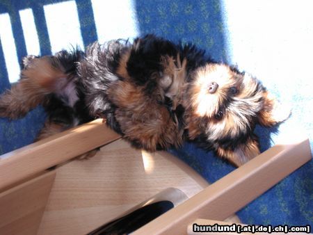 Yorkshire Terrier Jimmy - voller stolz neu gestylt ! 