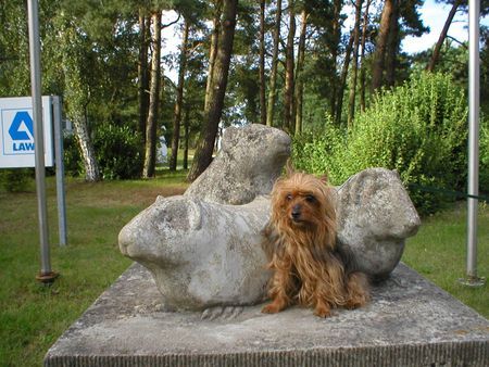 Yorkshire Terrier Stiene und die Meerschweine