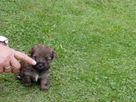 Yorkshire Terrier