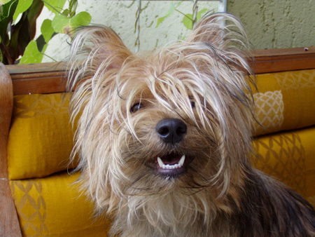 Yorkshire Terrier Jecky