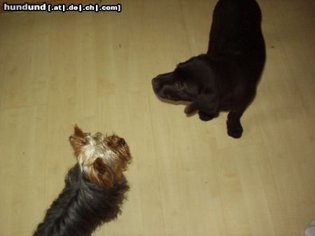 Yorkshire Terrier dandy und nico