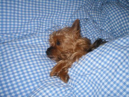 Yorkshire Terrier Stiene - Hier bin ich am liebsten