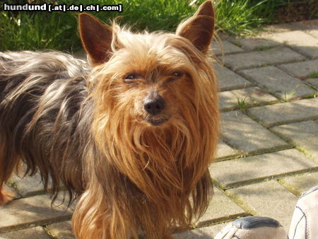 Yorkshire Terrier Terry