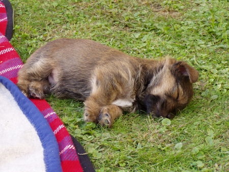 Yorkshire Terrier Jecky geb.08.08.2006