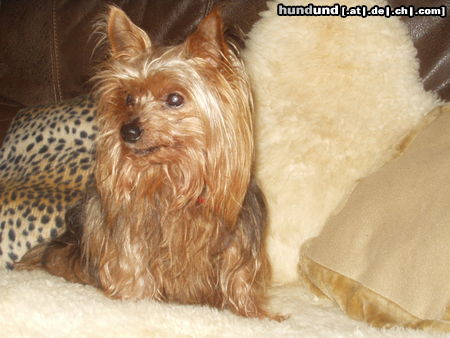 Yorkshire Terrier Yorkie Terry