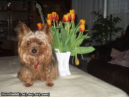 Yorkshire Terrier Männlein