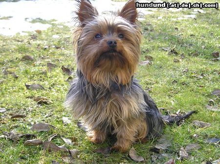 Yorkshire Terrier