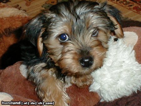 Yorkshire Terrier Giacomo