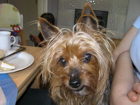 Yorkshire Terrier Bitte recht freundlich - Stiene 15 Jahre