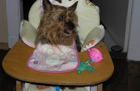 Yorkshire Terrier Gibt´s jetzt Futter? - Stiene 15 Jahre