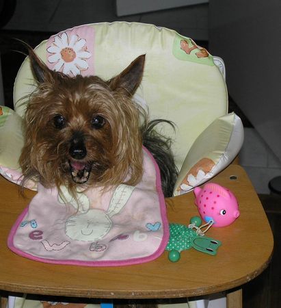 Yorkshire Terrier Hunger!!! - Stiene 15 Jahre