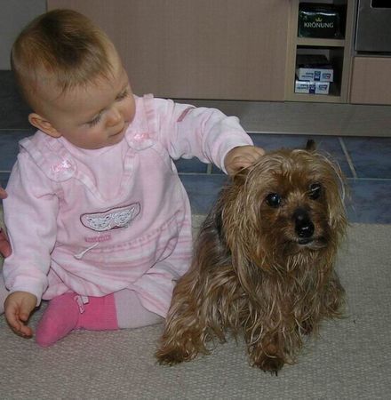 Yorkshire Terrier Laura und Stiene