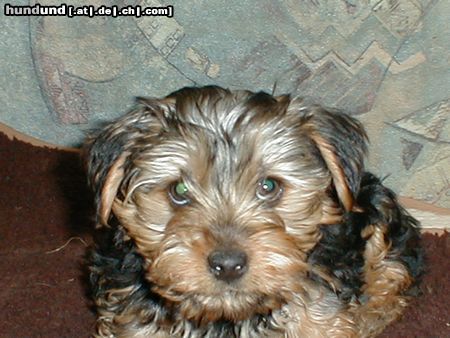 Yorkshire Terrier Giacomo