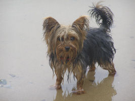 Yorkshire Terrier Yorkie Duffy bei ihrer Lieblingsbeschäftigung..schwimmen im Main