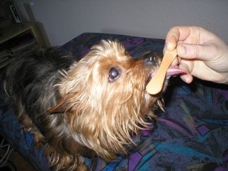 Yorkshire Terrier Stiene - Eis ist echt lecker!