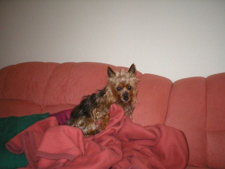 Yorkshire Terrier Stiene 