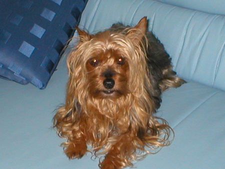 Yorkshire Terrier Stiene 