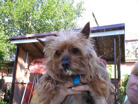 Yorkshire Terrier Stiene - Ich ess Blumen