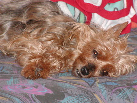 Yorkshire Terrier Ich mach mal Pause - Stiene