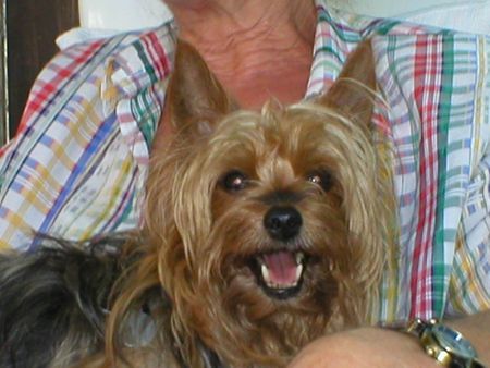 Yorkshire Terrier Stiene