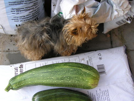 Yorkshire Terrier Immer diese Vergleiche! - Stiene