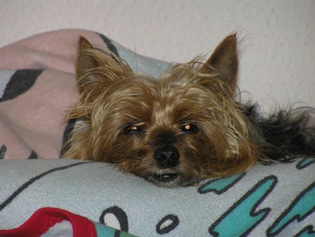 Yorkshire Terrier Stiene 14 J.