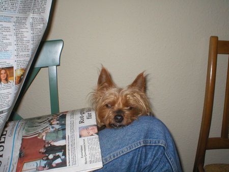 Yorkshire Terrier Stiene - lesen macht müde