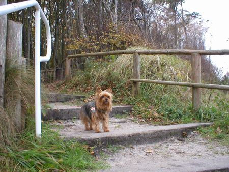 Yorkshire Terrier Stiene auf dem Weg zum Strand