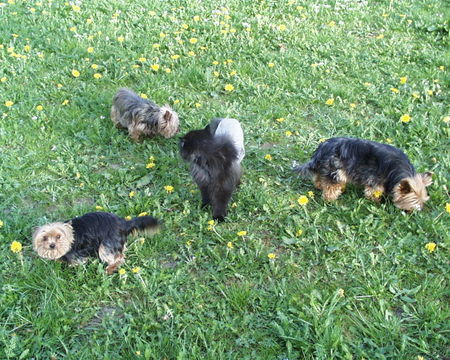 Yorkshire Terrier drei unserer yorkies mit ihrem freund mohrle (perserkater)