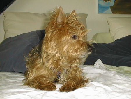 Yorkshire Terrier Genie 7 Jahre  alt