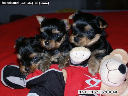 Yorkshire Terrier G-Wurf Mighty Heroes