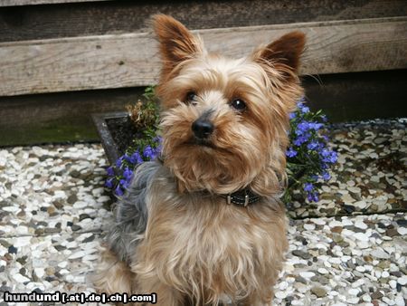 Yorkshire Terrier Einstein unser Bester 