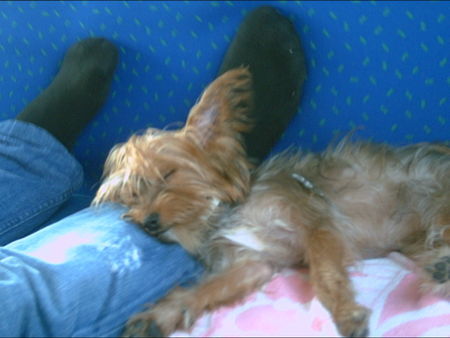 Yorkshire Terrier zina beim schlafen..