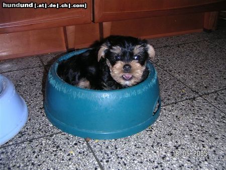 Yorkshire Terrier