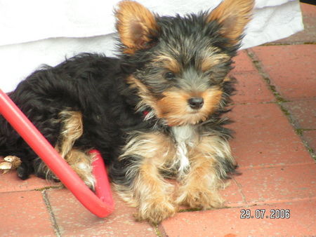 Yorkshire Terrier frech , intelligent und schnell