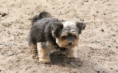 Yorkshire Terrier Jessy von den sieben Bergen