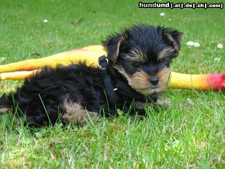 Yorkshire Terrier SAMMY MIT 10 WOCHEN