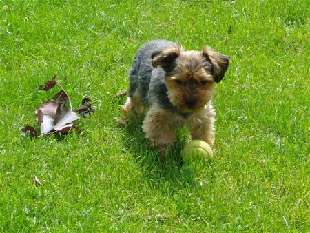 Yorkshire Terrier