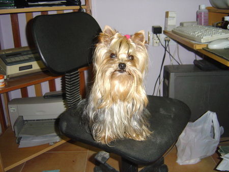 Yorkshire Terrier