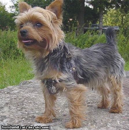 Yorkshire Terrier Wachhund Rex