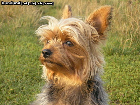 Yorkshire Terrier Wachhund Rex