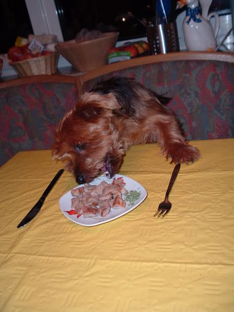 Yorkshire Terrier Rocky beim Essen